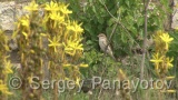 Video of Red-backed Shrike - Red-backed Shrike hunting in breading period on Shablensko lake, Bulgaria